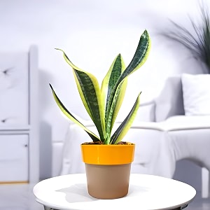 amulya farms amp nursery air purifying indoor plants for living room home amp office decor  live plant  with free npk fertiliser for fast amp healthy growth  black pots included snake plant