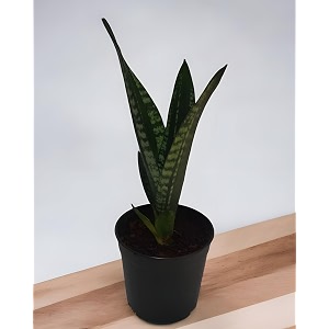 amulya farms amp nursery air purifying indoor plants for living room home amp office decor  black pots included tongue snake plant