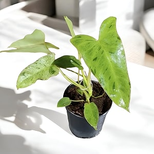 amulya farms amp nursery air purifying variegated indoor live plants for table kitchen amp desk decor  rare plant  imported plant  small size - black pot included pariso verde variegated