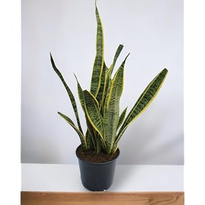 amulya farms amp nursery air purifying indooroutdoor plants for living room home amp office decor  black pots included  big size