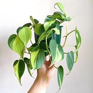 amulya farms amp nursery air purifying philodendron micans leaf indoor live plants for living room home office table amp desk decor small size - black pot included philodendron basil