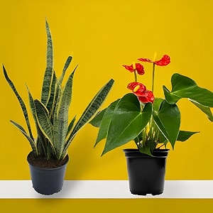 amulya farms amp nursery air purifying indoor plants for living room home amp office decor  black pots included tall combo_sp