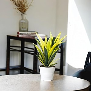 amulya farms amp nursery air purifying rare snake plant golden flame indoor live plants for living room home office table kitchen amp desk decor items  small size - black pot included