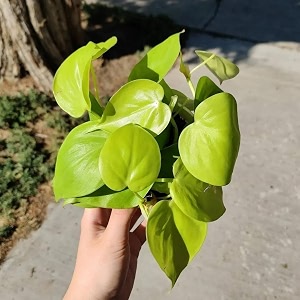 amulya farms amp nursery air purifying philodendron micans leaf indoor live plants for living room home office table amp desk decor small size - black pot included philodendron golden