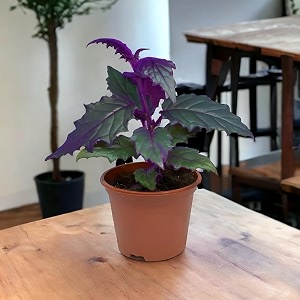 amulya farms amp nursery air purifying royal velvet indoor live plant for living room home office amp desk decor  velvet leaf  small size - black pot included