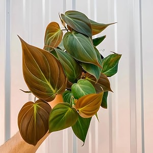 amulya farms amp nursery philodendron micans - healthy live plant air purifying indoor plants for living room gifting bedroom kitchen balcony home dcor amp office desk table  free fertilizer amp pot
