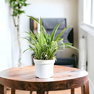 amulya farms amp nursery air purifying spider plant indoor live plants for living room home office table kitchen amp desk decor items  black pot amp free fertiliser included