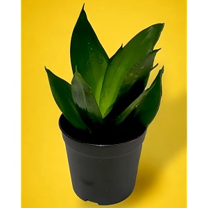 amulya farms amp nursery air purifying indoor rare hahnii jade green sansevieria plants for living room home amp office decor  black pots included snake plant