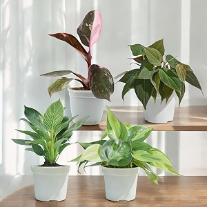 amulya farms live air purifying philodendron combo of colourful plants  indoor live plants for living room home amp office decoration  set of 4 plants in blackwhite pot 
