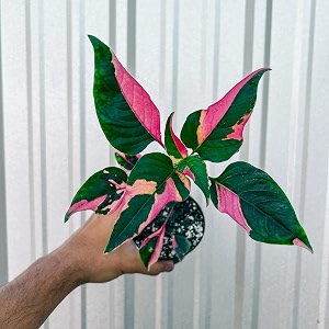 amulya farms indoor plants for home  alternanthera pink or party time live indoor plant for home decor in 4-inch pot  live plants with pots  ornamental foliage for living room amp office