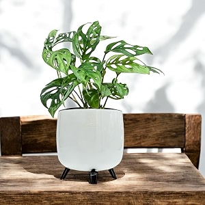 amulya farms amp nursery air purifying broken heart indoor live plants for living room home office table kitchen amp desk decor in white self-watering pot with unique table-top design 