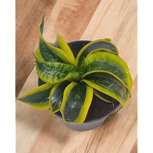 amulya farms amp nursery air purifying indoor sansevieria trifasciata tornado twist plants for living room home amp office decor  black pots included snake plant