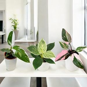 amulya farms amp nursery birkin variegated pink and white princess combo of 3 indoor plants  live plants  air purifier plants for home office amp desk decor  all imported amp rare plants combo