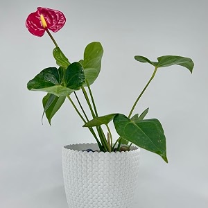 amulya farms amp nursery air purifying anthurium red in self design knitted pot  indoor live plants for living room office table kitchen amp desk decor pot colour may vary depending on availability