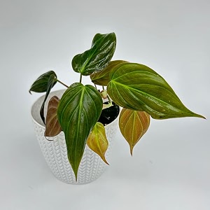 amulya farms amp nursery air purifying philodendron micans leaf indoor live plants for living room home office table amp desk decor small size - black pot included micans in premium pot