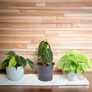 amulya farms amp nursery air purifying philodendron micans leaf indoor live plants for living room home office table amp desk decor small size - black pot included budget philodendron combo