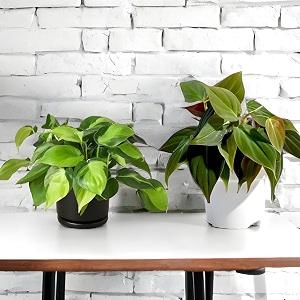 amulya farms amp nursery air purifying philodendron combo of brasil and micans leaf indoor live plants for living room home office table amp desk decor  black pot amp free fertiliser included 