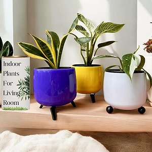 amulya farms amp nursery snake plant birkin variegated and white princess combo of 3 indoor plants for living room  live plants  plants with self watering pots for home