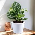 Amulya Farms &amp; Nursery Air Purifying Broken Heart Indoor Live Plants for Living Room, Home, Office, Table, Kitchen &amp; Desk Decor | Black Pot &amp; FREE FERTILISER Included |