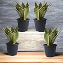 Amulya FARMS &amp; NURSERY Air Purifying Indoor Plants for Living Room, Home &amp; Office Decor | Black Pots Included (Tall Combo)