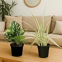 Amulya FARMS &amp; NURSERY Air Purifying Broken Heart Indoor Live Plants for Living Room, Home, Office, Table, Kitchen &amp; Desk Decor | Small Size - Black Pot Included (Broken Heart &amp; Spider)