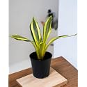 Amulya FARMS &amp; NURSERY Air Purifying Indoor Live Golden Sansevieria Plants for Living Room, Home &amp; Office Decor | Black Pots Included (Snake Plant)