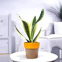 Amulya FARMS &amp; NURSERY Air Purifying Indoor Plants for Living Room, Home &amp; Office Decor | Live plant | With Free NPK Fertiliser for fast &amp; healthy growth | Black Pots Included (Snake Plant)
