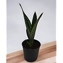 Amulya FARMS &amp; NURSERY Air Purifying Indoor Plants for Living Room, Home &amp; Office Decor | Black Pots Included (Tongue Snake Plant)