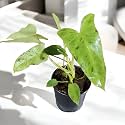 Amulya FARMS &amp; NURSERY Air Purifying Variegated Indoor Live Plants for Table, Kitchen &amp; Desk Decor | Rare Plant | Imported Plant | Small Size - Black Pot Included (Pariso Verde Variegated)