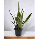 Amulya FARMS &amp; NURSERY Air Purifying Indoor/Outdoor Plants for Living Room, Home &amp; Office Decor | Black Pots Included | Big Size