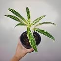 Amulya FARMS &amp; NURSERY Air Purifying Variegated Indoor Live Plants for Table, Kitchen &amp; Desk Decor | Rare Plant | Imported Plant | Small Size - Black Pot Included (Rice Leaf)