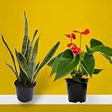 Amulya FARMS &amp; NURSERY Air Purifying Indoor Plants for Living Room, Home &amp; Office Decor | Black Pots Included (Tall Combo_SP)