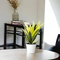Amulya FARMS &amp; NURSERY Air Purifying RARE Snake Plant Golden Flame Indoor Live Plants for Living Room, Home, Office, Table, Kitchen &amp; Desk Decor Items | Small Size - Black Pot Included