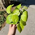 Amulya FARMS &amp; NURSERY Air Purifying Philodendron Micans Leaf Indoor Live Plants for Living Room, Home, Office, Table &amp; Desk Decor, Small Size - Black Pot Included (Philodendron Golden)