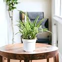 Amulya FARMS &amp; NURSERY Air Purifying Spider Plant Indoor Live Plants for Living Room, Home, Office, Table, Kitchen &amp; Desk Decor Items | Black Pot &amp; FREE FERTILISER Included
