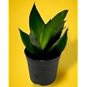 Amulya FARMS & NURSERY Air Purifying Indoor Rare Hahnii Jade Green Sansevieria Plants for Living Room, Home & Office Decor | Black Pots Included (Snake Plant)