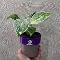 Amulya FARMS &amp; NURSERY Air Purifying Variegated Indoor Live Plants for Table, Kitchen &amp; Desk Decor | Rare Plant | Imported Plant | Small Size - Black Pot Included (Premium Birkin Variegated)