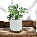 Amulya FARMS &amp; NURSERY Air Purifying Broken Heart Indoor Live Plants for Living Room, Home, Office, Table, Kitchen &amp; Desk Decor in White Self-Watering Pot with Unique Table-top Design |