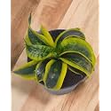 Amulya FARMS &amp; NURSERY Air Purifying Indoor Sansevieria Trifasciata Tornado Twist Plants for Living Room, Home &amp; Office Decor | Black Pots Included (Snake Plant)