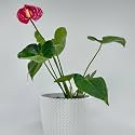 Amulya FARMS & NURSERY Air Purifying ANTHURIUM RED in SELF DESIGN KNITTED POT | Indoor Live Plants for Living Room, Office, Table, Kitchen & Desk Decor (Pot Colour May Vary Depending on Availability)