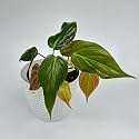 Amulya FARMS &amp; NURSERY Air Purifying Philodendron Micans leaf Indoor Live Plants for Living Room, Home, Office, Table &amp; Desk Decor, Small Size - Black Pot Included (Mican’s in Premium Pot)