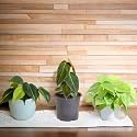 Amulya FARMS & NURSERY Air Purifying Philodendron Micans Leaf Indoor Live Plants for Living Room, Home, Office, Table & Desk Decor, Small Size - Black Pot Included (Budget Philodendron Combo)