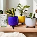 Amulya FARMS & NURSERY Snake Plant, Birkin Variegated and White Princess Combo of 3 Indoor Plants for Living Room | Live Plants | Plants with Self Watering Pots for Home