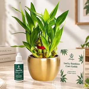 amulya farms lucky bamboo 2 layer plant in golden metal pot  indoor live bamboo plant for home living room office desk decoration  vastu amp feng shui good luck plants