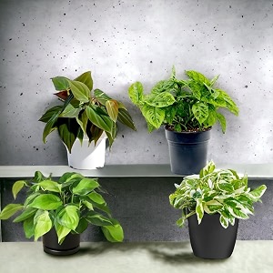 amulya farms amp nursery indoor live air purifier money plants best for living room home office table amp kitchen air purifying creepers