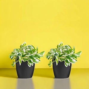 amulya farms amp nursery indoor live air purifier money plants best for living room home office table amp kitchen combo of two