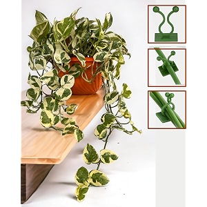 amulya farms amp nursery indoor live air purifier money plants best for living room home office table amp kitchen money plant with clips