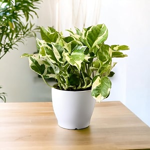 amulya farms amp nursery indoor live air purifier money plants best for living room home office table amp kitchen black pot