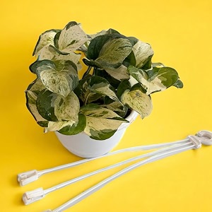 amulya farms amp nursery indoor live air purifier money plants best for living room home office table amp kitchen hanging money