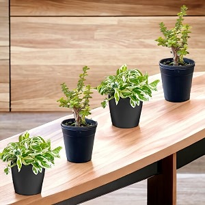 amulya farms amp nursery indoor live air purifier money plants best for living room home office table amp kitchen good luck combo